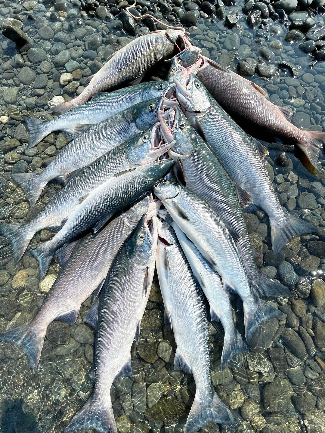 kenai salmon fishing